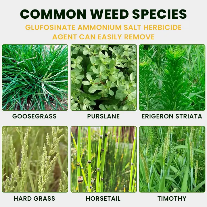 Salt Herbicide Agent - Image 9