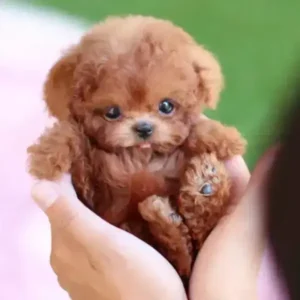 My Realistic Robot Puppy - Image 5