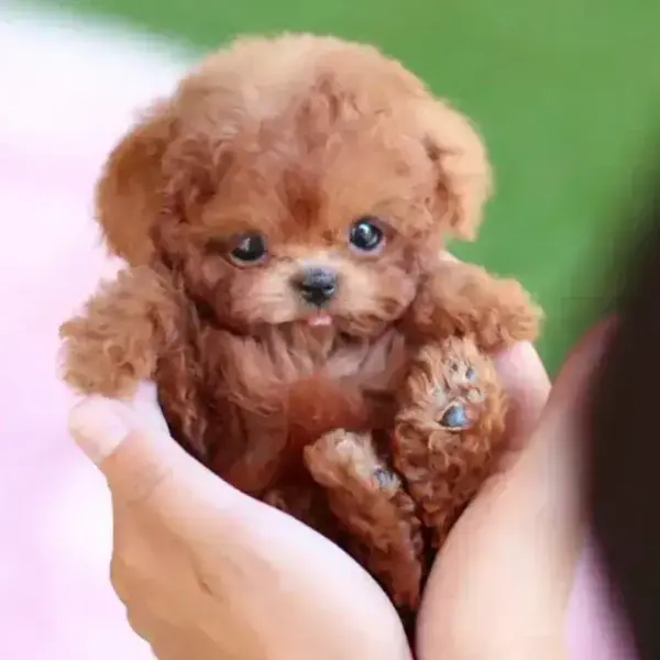 My Realistic Robot Puppy - Image 5