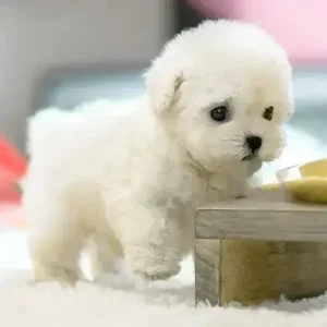 My Realistic Robot Puppy - Image 6