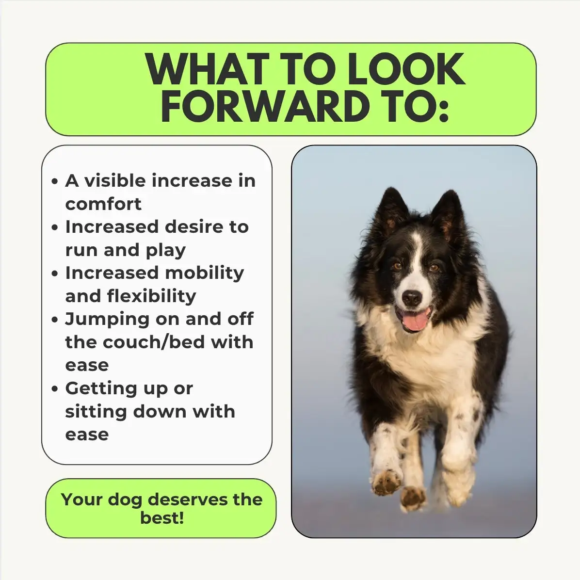 Advanced Hip & Joint Chew - Image 2