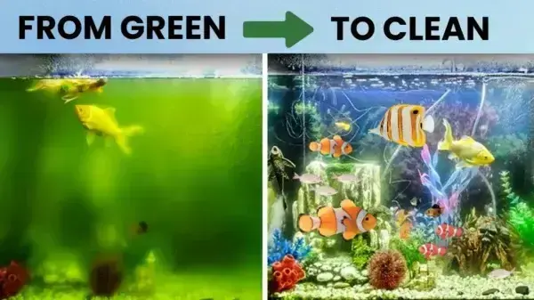 Aquariums Aqua-Guardian Blend - Image 12
