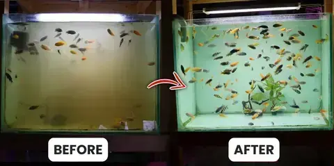 Aquariums Aqua-Guardian Blend - Image 16