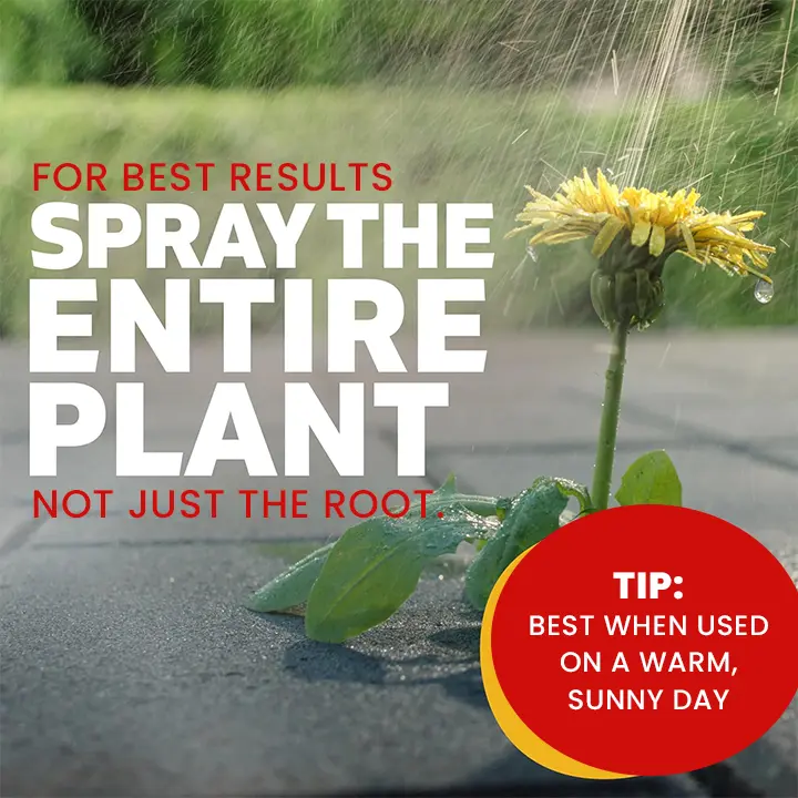 Weed Killer Spray - Image 7