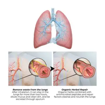 NEYEROS Botanical Mullein Lung Cleanse Diffuser - Image 8